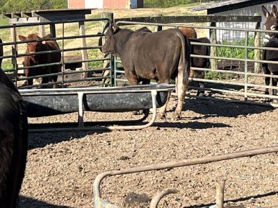 1st Calf 2024 CharolaisX CattleToday Com Cattle Cow Ranching   29089 E7a0bb44915f574d0538fddb0abf252e 