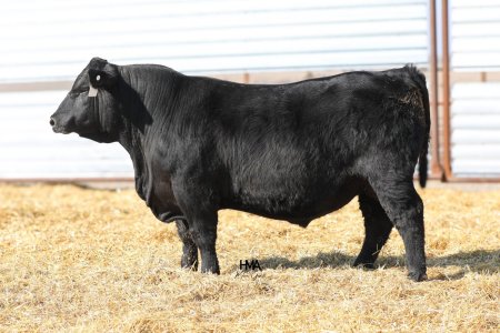 Production sale | Page 2 | CattleToday.com - Cattle, Cow & Ranching ...