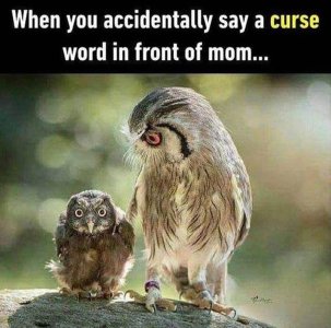owls when you say a curse word in front of mom.jpg