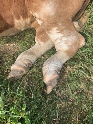 swollen feet cow.jpg