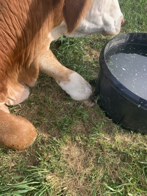 swollen feet cow 2.jpg
