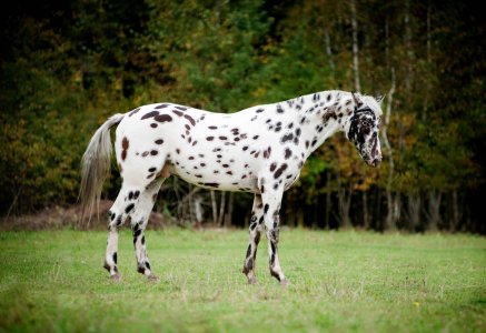 Canva-knabstrup-appaloosa-horse-scaled-3098353517.jpg