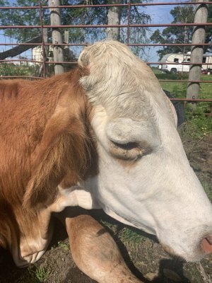 Cow.jpg