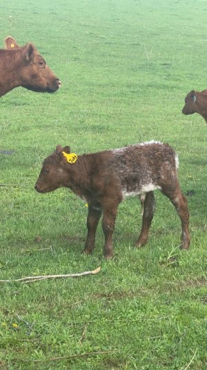 Variety is the spice of life. | CattleToday.com - Cattle, Cow ...