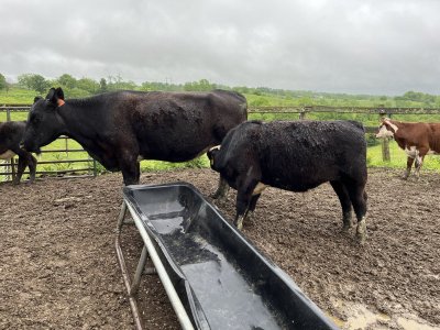 Update on Bloated calf | CattleToday.com - Cattle, Cow & Ranching Community