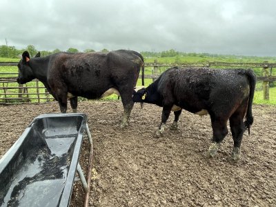 Update on Bloated calf | CattleToday.com - Cattle, Cow & Ranching Community