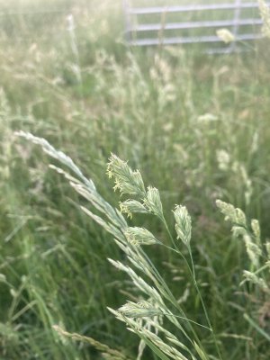 IMG_2720.jpeg