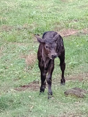 calf june 3 2024.JPG