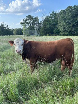 New Hereford Bull/ epds | CattleToday.com - Cattle, Cow & Ranching ...