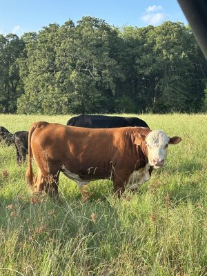 New Hereford Bull/ epds | CattleToday.com - Cattle, Cow & Ranching ...