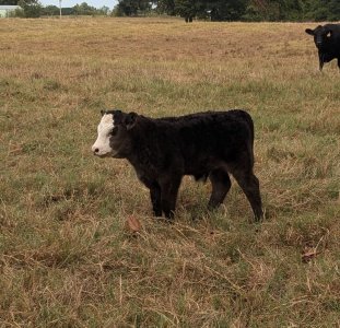 452024calf.jpg