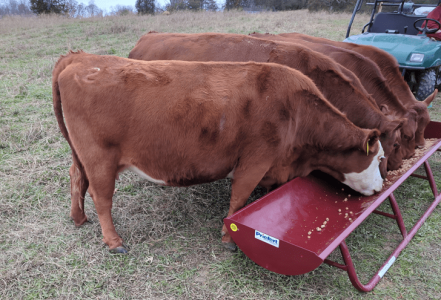 cows dec 2.png