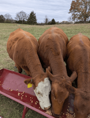 cows dec.png