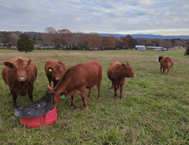 cows dec min.png