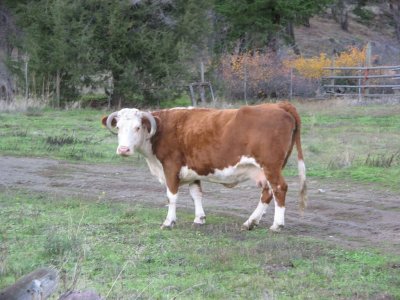cows nov 14 05 007 Josie.jpg