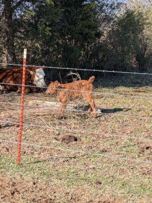 calf 2.jpg