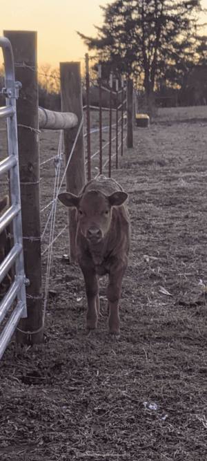 calf.png