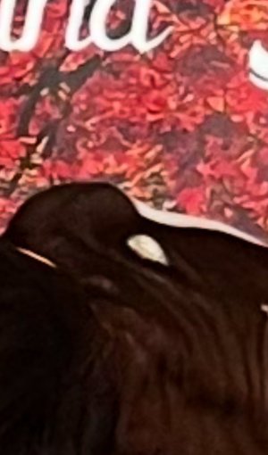 IMG_4215.jpeg