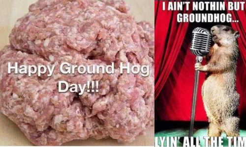 groundhog.jpg