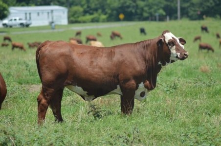 Gert x Hereford.jpg