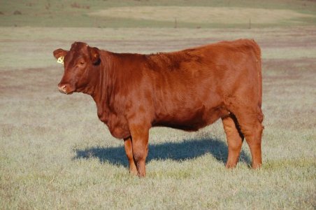 Gert x Red Angus.jpg