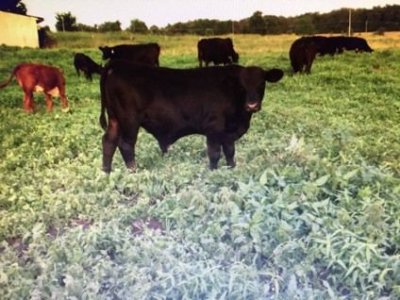 Gert x Black Angus.jpg