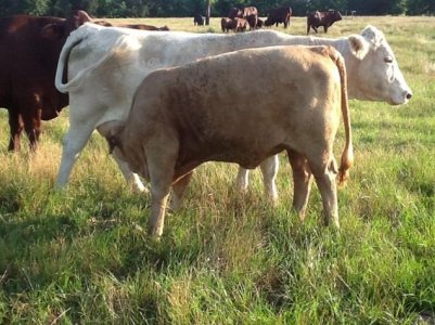 Gert x Charolais.jpg