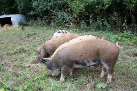 Acorn Pigs  at Laverstoke.jpg