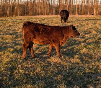 40heifer.jpg