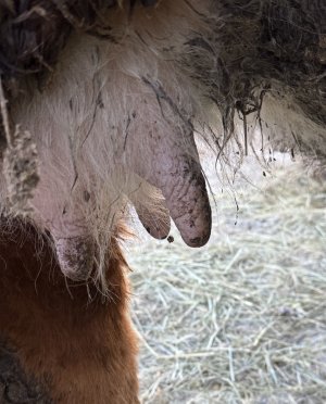 IMG_4790.jpeg