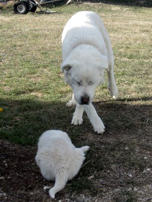 03-25-25 Donald and Maggie 02.JPG