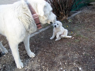 03-25-25 Donald and Maggie 03.JPG