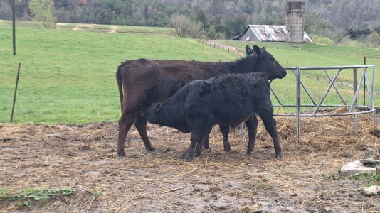 VideoCapture_20250331-174045.jpg