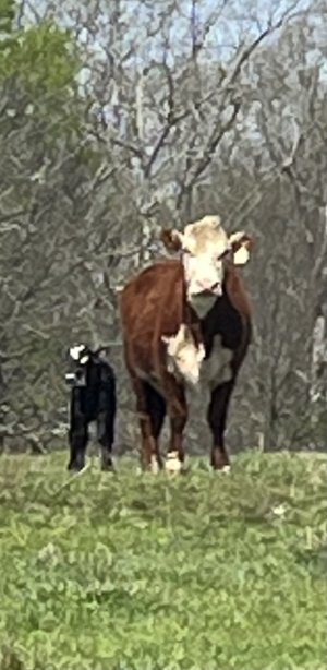 IMG_7117.jpeg