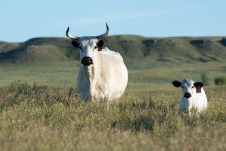 White-Park-Cattle-600x400.jpg