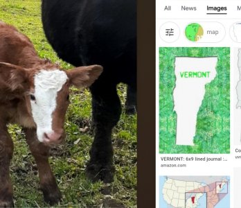 Vermont calf.jpg