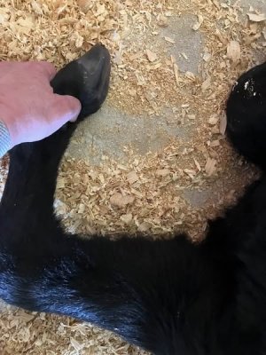 leg.jpg