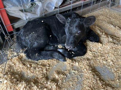 calf.jpg