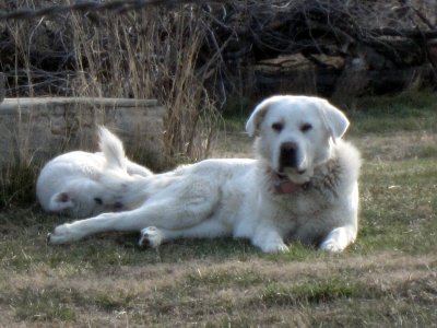 04-08-25 Maggie and Donald 01.JPG