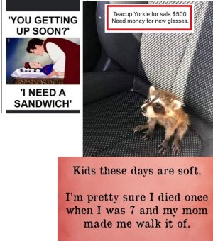 teacupyorkie.jpg