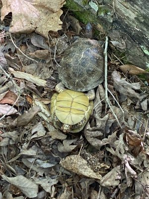 Turtleporn.jpg