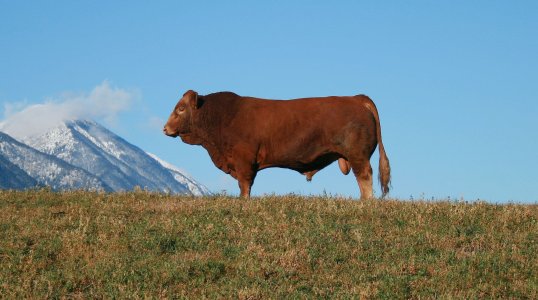 IMG_7274-crop 16x9 Arnold.jpg