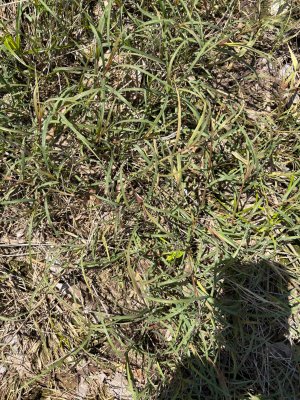 IMG_0056.jpeg