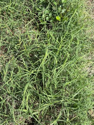 IMG_0052.jpeg