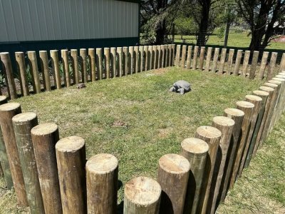 tortoisefence.jpg