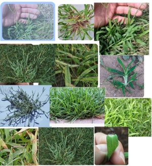 crabgrass1.jpg