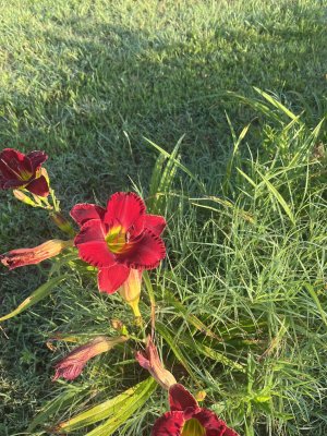 IMG_7481.jpeg