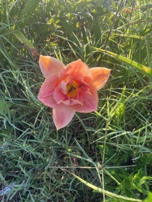 IMG_7482.jpeg