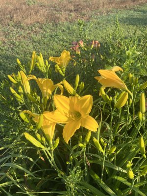 IMG_7484.jpeg