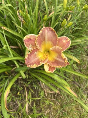 IMG_7508.jpeg